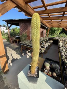 Seticereus icosagonus